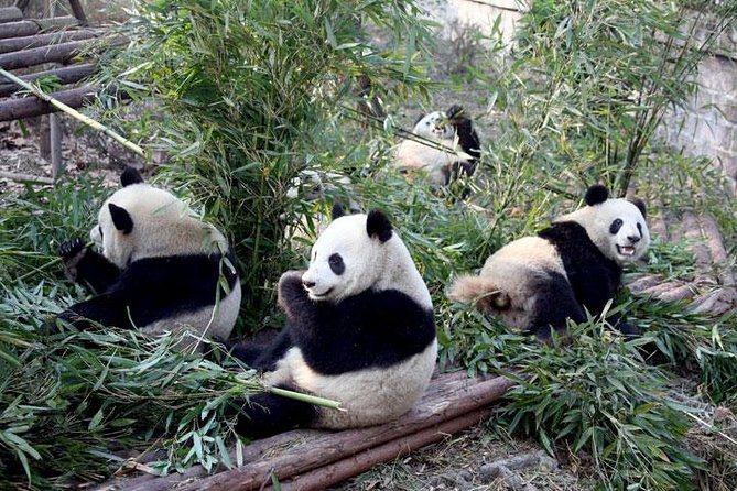 10-Day China Tour to Beijing, Xian, Chengdu and Shanghai - Why this route works for a first China visit