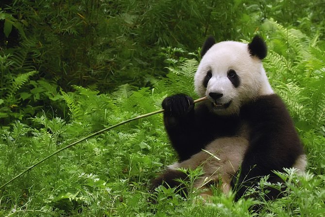 All-inclusive Day Tour: Mutianyu Great Wall & Beijing Panda Zoo with Local Lunch - Why this panda and Great Wall combination works