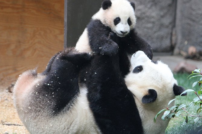 All-inclusive Day Tour: Mutianyu Great Wall & Beijing Panda Zoo with Local Lunch - Is $188 good value for this private day?