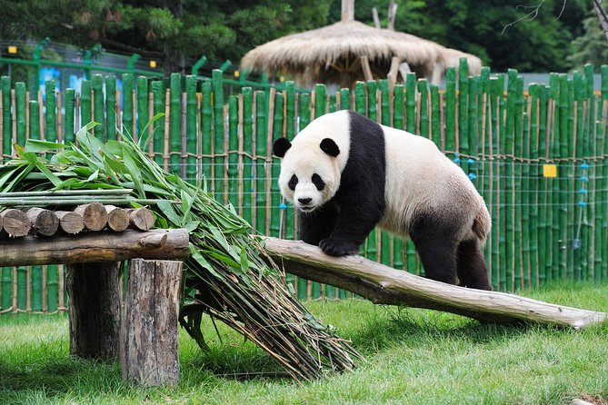 Beijing Historical Tour II including Summer Palace, Lama Temple & Panda Garden - What this Beijing day tour is really like