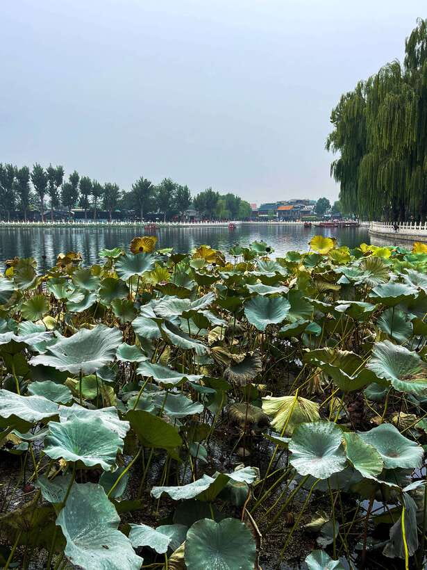 Beijing: Hutongs & Drum Tower City Walking Tour - What the guides add to the experience