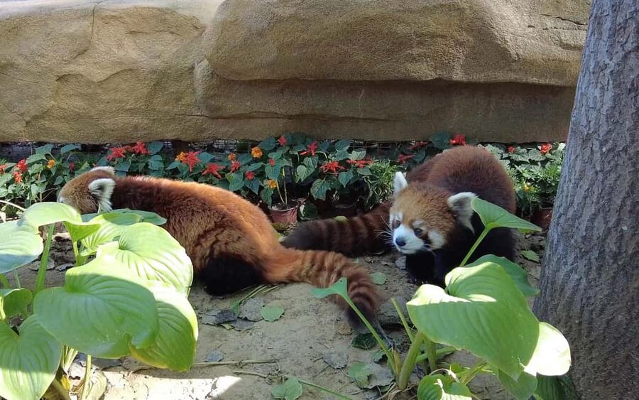 Beijing: Panda House Ticket (Zoo) new activities for 2026 - Key points for your Beijing Zoo visit