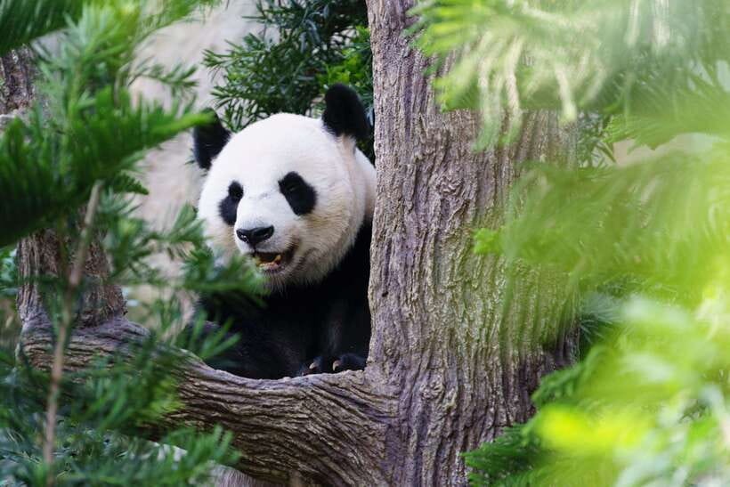 Beijing: Panda House Ticket (Zoo) new activities for 2026 - What your $7 ticket actually covers