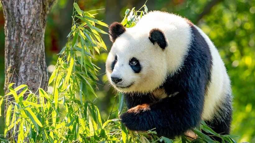 Beijing: Panda House Ticket (Zoo) new activities for 2026 - How to plan a one-day visit
