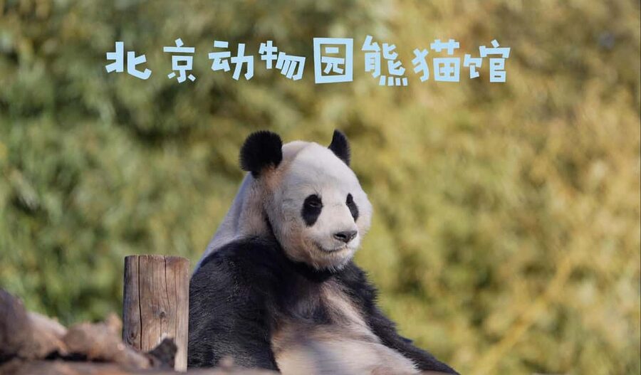 Beijing: Panda House Ticket (Zoo) new activities for 2026 - Beyond pandas: monkeys, tigers, and snow leopards