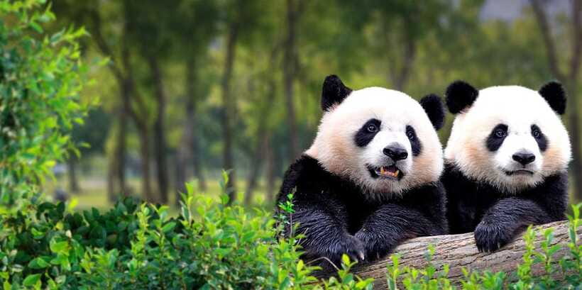 Beijing: Panda House w/Great Wall or City Sites Private Tour - Food, tea, and the shape of the day