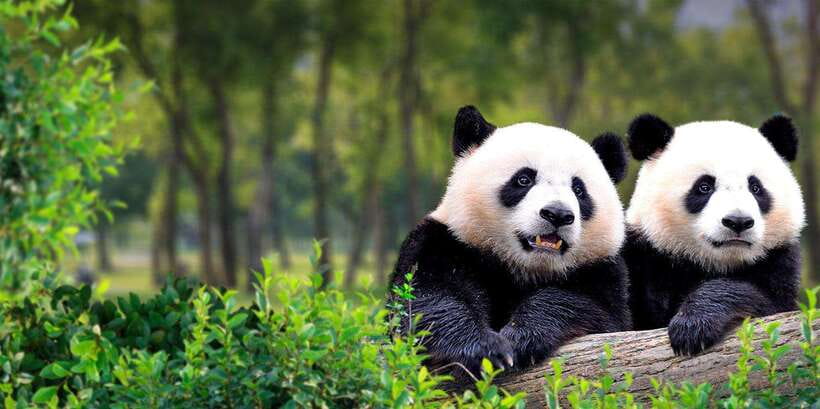 Beijing: Panda House w/Great Wall or City Sites Private Tour - Option 1: pandas and the Mutianyu Great Wall