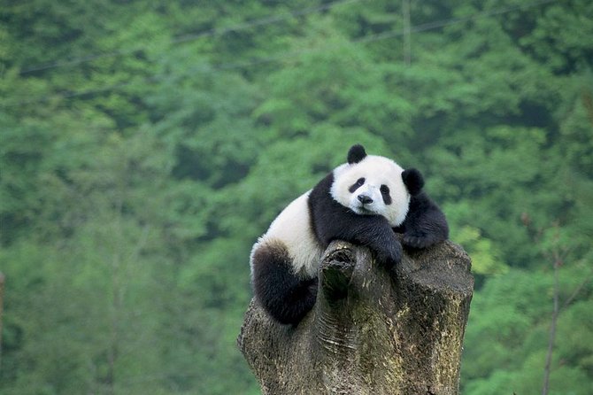 Beijing Private Tour:Mutianyu/Badaling Great Wall and Panda House - Two Beijing icons, joined by a private car