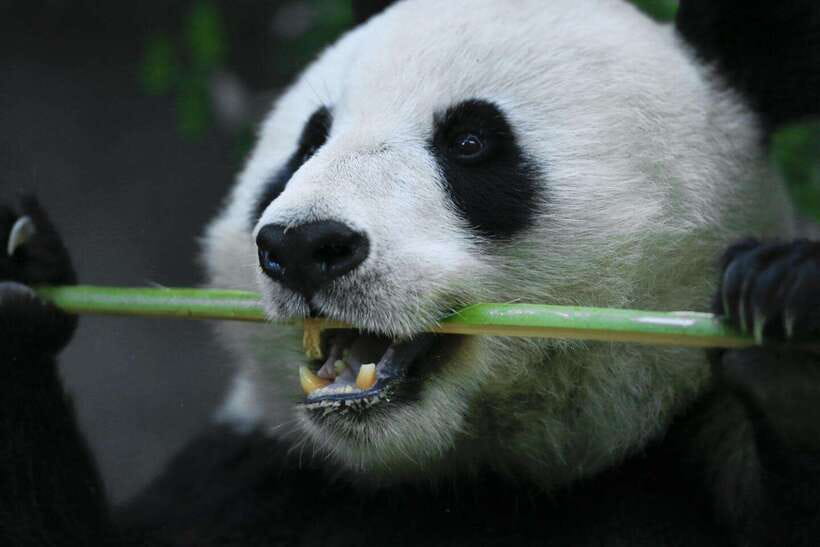 Beijing Private Tour: Summer Palace, Panda House and Options - Metro or private car: two different tour styles