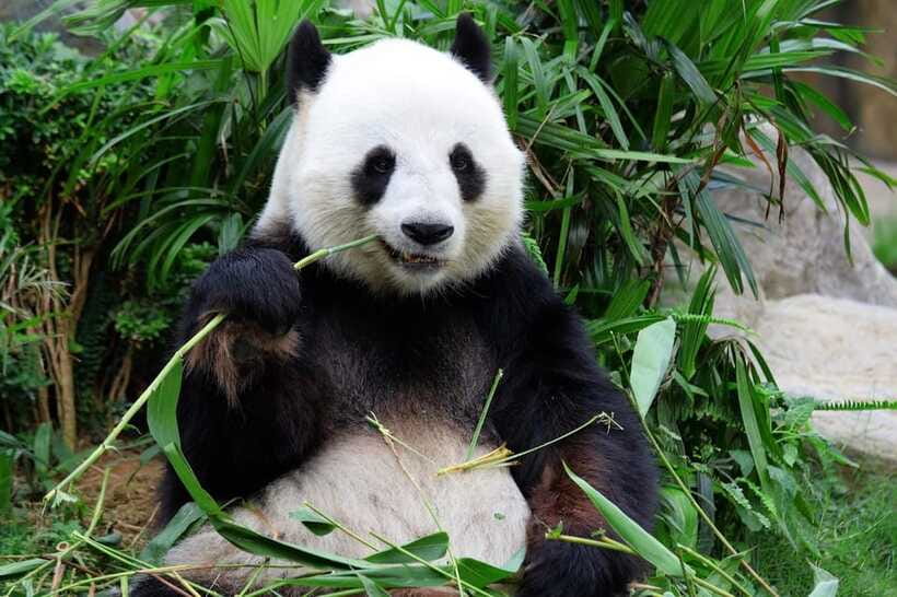 Beijing Private Tour: Summer Palace, Panda House and Options - Temple of Heaven for imperial ritual and open space