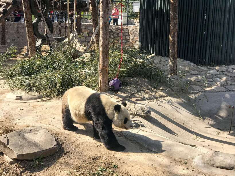 Beijing:Summer Palace Private/Group Tour or book Ticket Only - Why the Summer Palace feels different from the Forbidden City