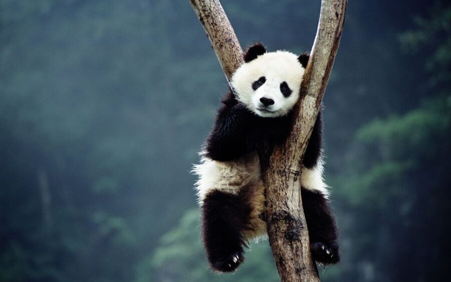 Beijing: Temple of Heaven, Panda House & Summer Palace Tour - Is the $142 price good value?