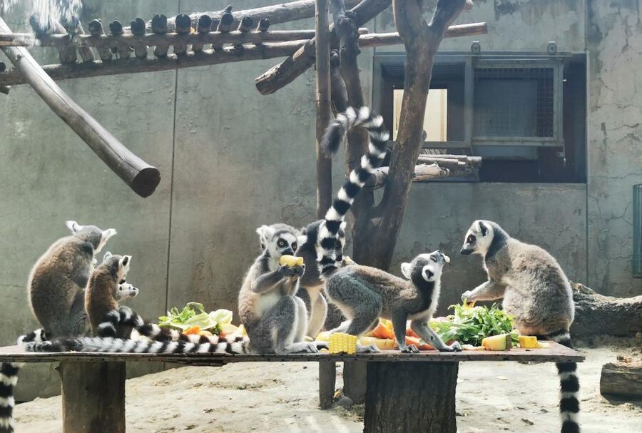Beijing: Temple of Heaven, Panda House & Summer Palace Tour - Who should book this Beijing tour?