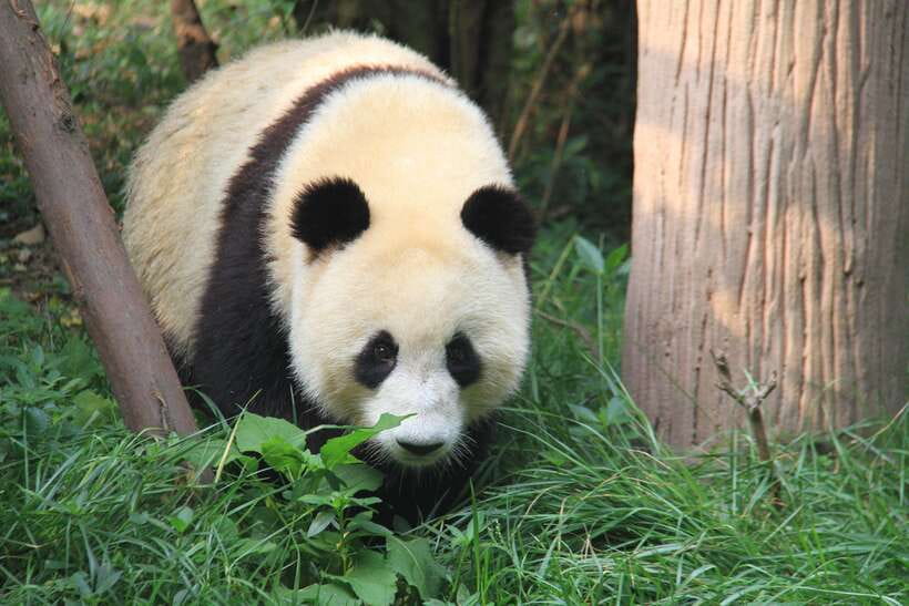 Beijing: The Beijing Zoo Entry Ticket with Pandas - Key points to know before you go