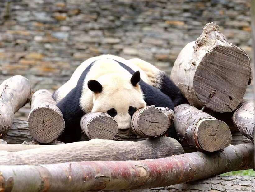 Beijing: The Beijing Zoo Entry Ticket with Pandas - Why the pandas are worth the trip