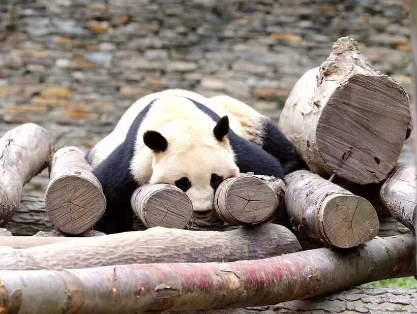 Beijing: The Beijing Zoo Entry Ticket with Pandas - What the animal areas are really like