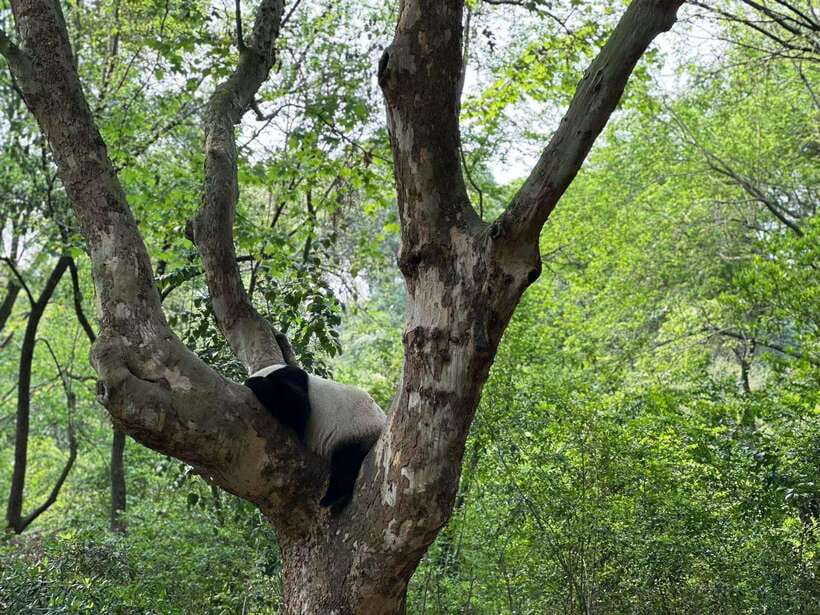Beijing: The Beijing Zoo Entry Ticket with Pandas - Who will enjoy this zoo most?