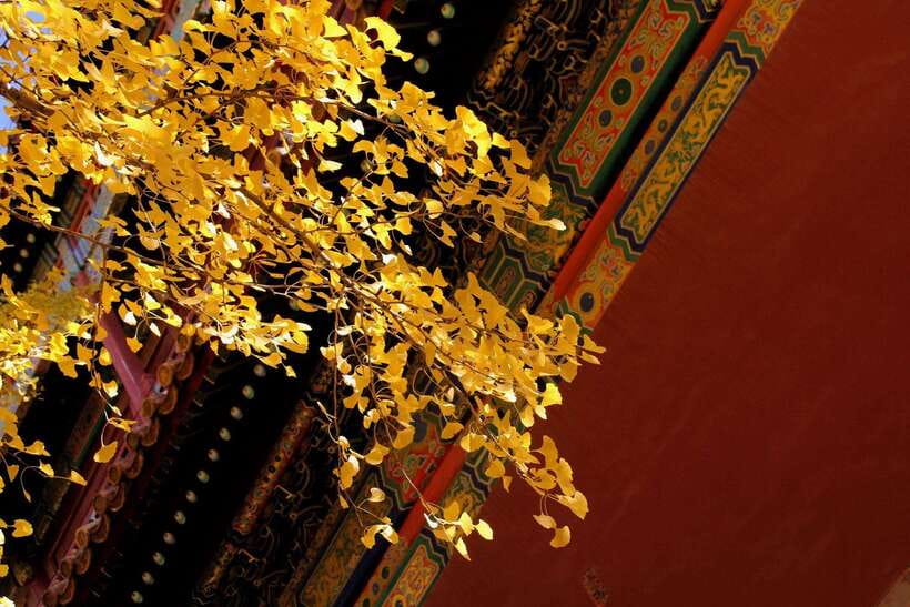 Forbidden City Of Beijing Tickets Booking And Other Option - Cancellation and flexibility before your Beijing visit